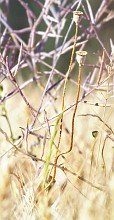 Geometrie vegetali